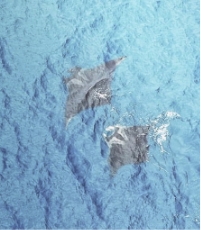 Courtship (one or more pairs of manta rays, one actively chasing/shadowing the other)