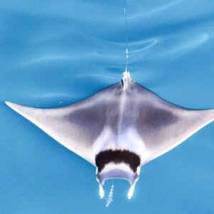 Spinetail Devil Ray